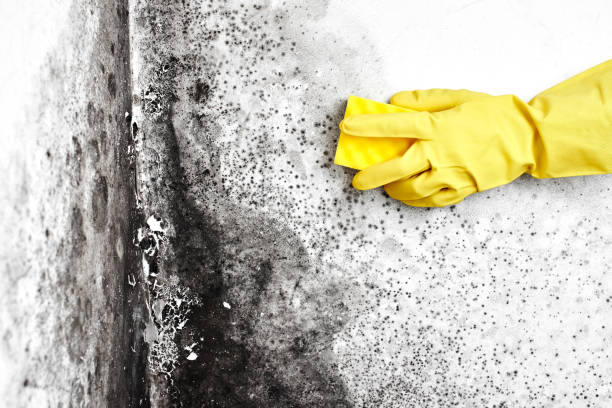 Best Preventive Mold Services in Forest City, IA