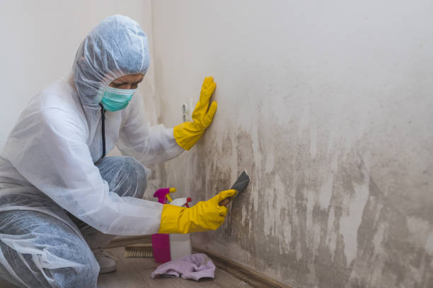 Best Kitchen Mold Remediation in Forest City, IA