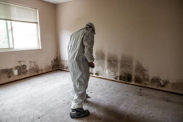 Best Preventive Mold Services in Forest City, IA